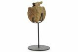 Hadrosaur (Edmontosaurus) Caudal Vertebra w/ Stand - Wyoming #377732-1
